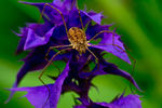 Sergey Sedulin : Opiliones 