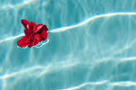 Elena Sysoeva : Red flower on light-blue water surface. 