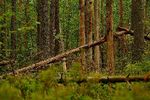 Алексей Михайлов : Медведи ушли 