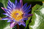Валерия Надь : Голубой лотос, или Кувшинка голубая - Nymphaea caerulea 