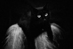 Dina Budtova : кот 