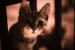 Marik Dmitriev : sweety 