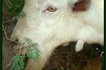 Алина Данг : Наши парнокопытные друзья 