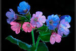 Алексей Захаринский : Медуница неясная (Pulmonaria obscura) 