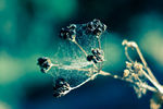 Andredy Bedrenko : WEB 