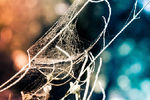 Andredy Bedrenko : web №2 