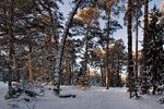 Леонид Чуванов : В сосновом бору. 