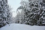 Евгений Елисеев : Снежный тракт 