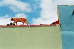 Ivan Belov : A Red Cat 