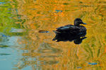Ашатан  : Про осень, утонувшую в пруду и утку, плавающую по пруду 