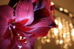 Alexander Grigorin : RED 