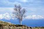 Владимир И Елена Лебедевы : Одинокая береза 