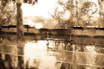 Vitaly Levin : Paris in the rain 