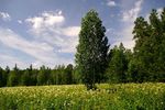 Михаил Злобин : Поляна 