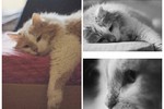 Nataly SmileOnMe : Плющ 