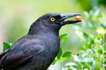 Marianna Abramova : Pied Currawong (Strepera graculina) на кусте муррайи - Murraya paniculata. 