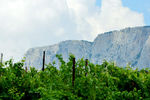Julia Weeds : vineyard 