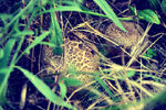 Julia Weeds : mushrooms 