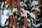 Настюшка Смолякова : Шииишки 