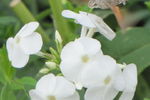 Алексей М : дикий взгляд 