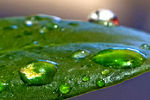 Justas Jankunas : Macro Ficus 