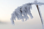 Victoria Monne : frozen 