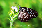 Edo Fernando Putra Agustar : My Butterfly 