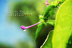 Edo Fernando Putra Agustar : After rain 
