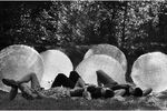 Анатолий Зинкевич : полуденные сны 