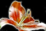 David Barli : Digital Flowers 1 