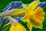 David Barli : Digital Flowers 2 