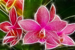 David Barli : Digital Flowers 3 