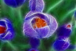 David Barli : Digital Flowers 4 
