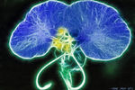 David Barli : Digital Flowers 5 
