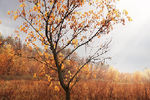 Дмитрий Третьяков : Autumn 