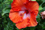 David Barli : "Hibiscus" - национальный цветок Гавая,2012 