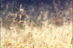 Влад Соколовский : / Мне снилось лето ... / 