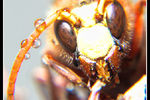 Ameen Altahan : macro 