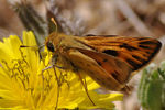 Arina Karlina : Butterfly 