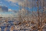 Сергей Тарасов : Первый снег 