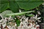 Игорь Забалуев : Древесный богомол (Hierodula transcaucasica) 