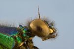 Игорь Забалуев : Calopteryx virgo 