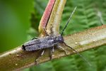 Игорь Забалуев : Усач чертополоховый (Agapanthia cardui) 