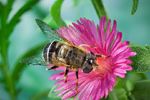 Игорь Забалуев : Пчеловидка рощевая, Ильница (Eristalis arbustorum) 