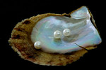 Pavel Mach : Perle 