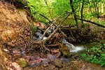 Delavar Master : В дебрях Архиерейского леса 