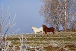 Анатолий Привороцкий : Кто это там? 