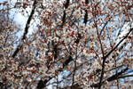 Andrei Logvinenko : Spring 