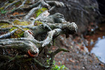Andrei Logvinenko : roots 