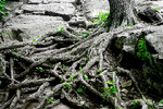 Andrei Logvinenko : Roots 